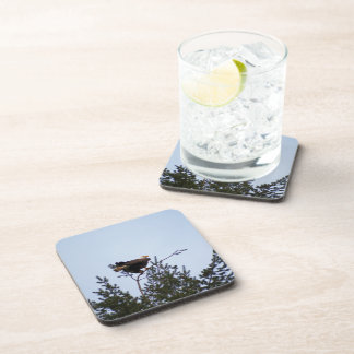 Bald Eagle Drink Coaster