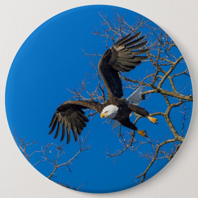 Bald Eagle Drop Pinback Button (Front)