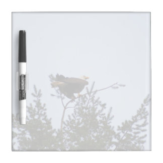 Bald Eagle Dry-Erase Board