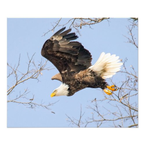 Bald Eagle Eyes Its Prize Photo Print