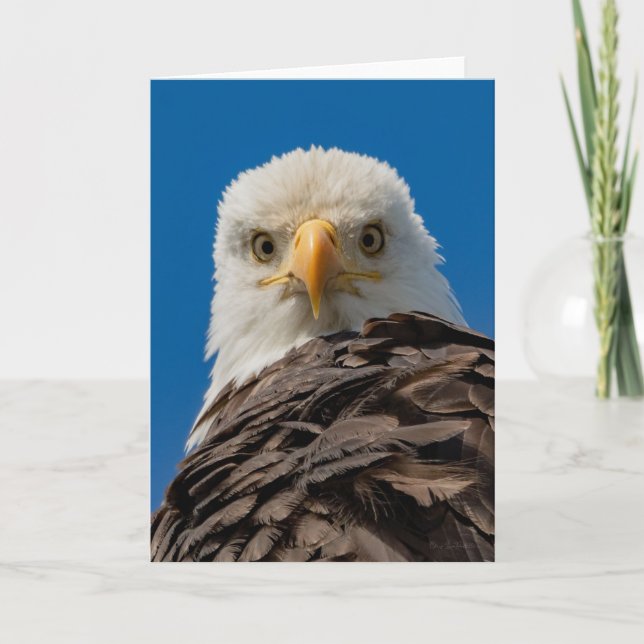 Bald Eagle Eyes  Thank You Card (Front)