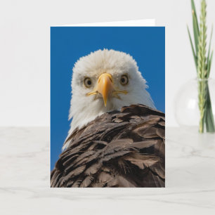 Bald Eagle Eyes Thank You Card