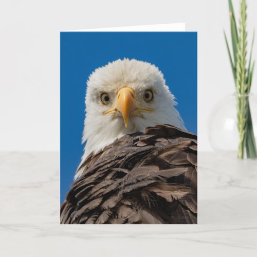 Bald Eagle Eyes  Thank You Card