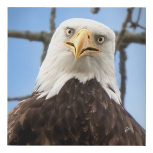 Bald Eagle Face Funny Faux Canvas Print