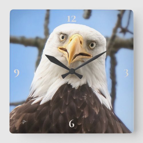 Bald Eagle Face Funny Fine Art Photography Square Wall Clock