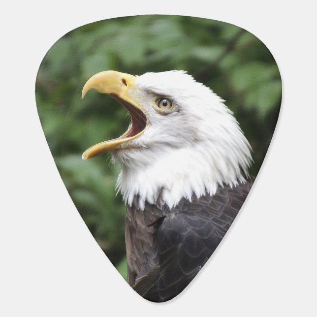 Bald eagle face guitar pick (Back)