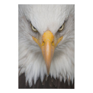 Bald eagle faux canvas print