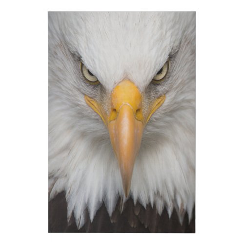 Bald eagle faux canvas print