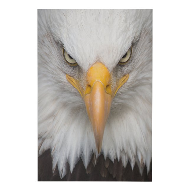 Bald eagle faux canvas print (Front)