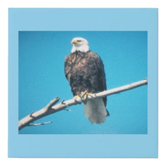 Bald Eagle Faux Wrapped Canvas Print