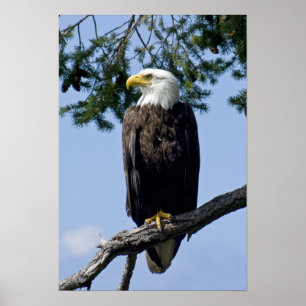 Bald Eagle Fine Art Prints