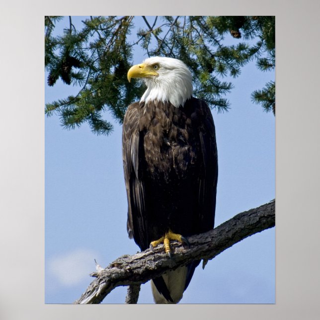 Bald Eagle Fine Art Prints (Front)