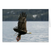 Bald Eagle Fish Retrieval (Front Horizontal)