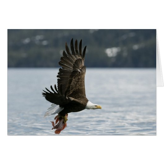 Bald Eagle Fish Retrieval Cards (Front Horizontal)
