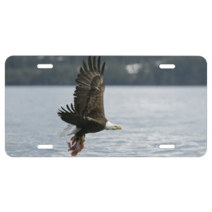 Bald Eagle Fish Retrieval License Plate