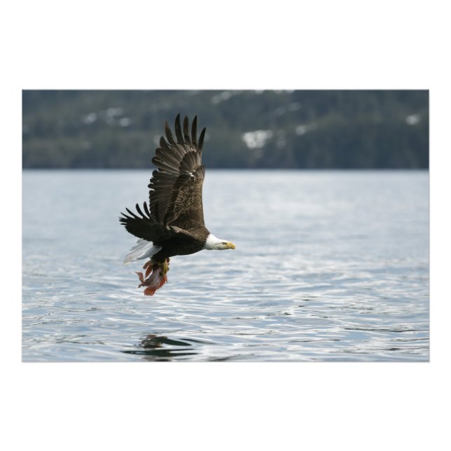 Bald Eagle Fish Retrieval Photo Print (Front)