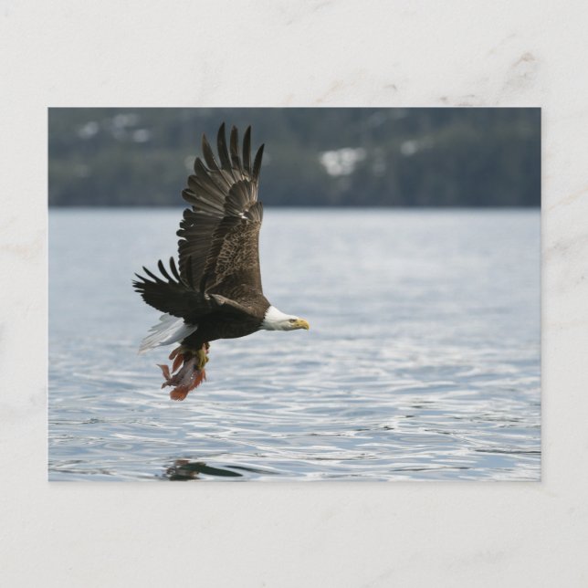 Bald Eagle Fish Retrieval Postcard (Front)