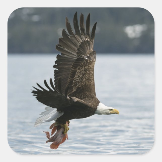 Bald Eagle Fish Retrieval Square Sticker (Front)