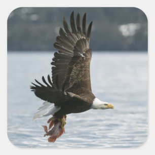 Bald Eagle Fish Retrieval Square Sticker