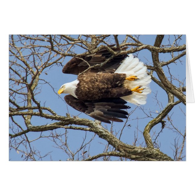 Bald Eagle Flash Cards (Front Horizontal)