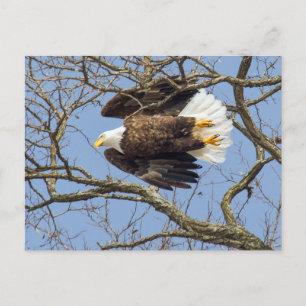 Bald Eagle Flash Postcard