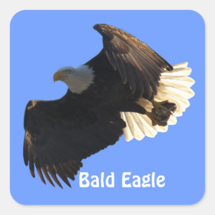 Bald Eagle Flight Collection II Stickers