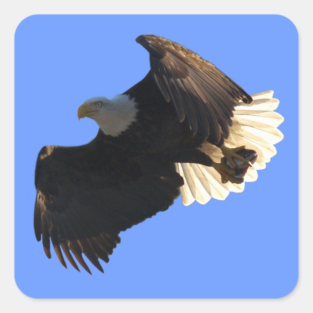 Bald Eagle Flight Collection II Stickers (Front)