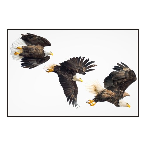 Bald Eagle Flight Photo Print