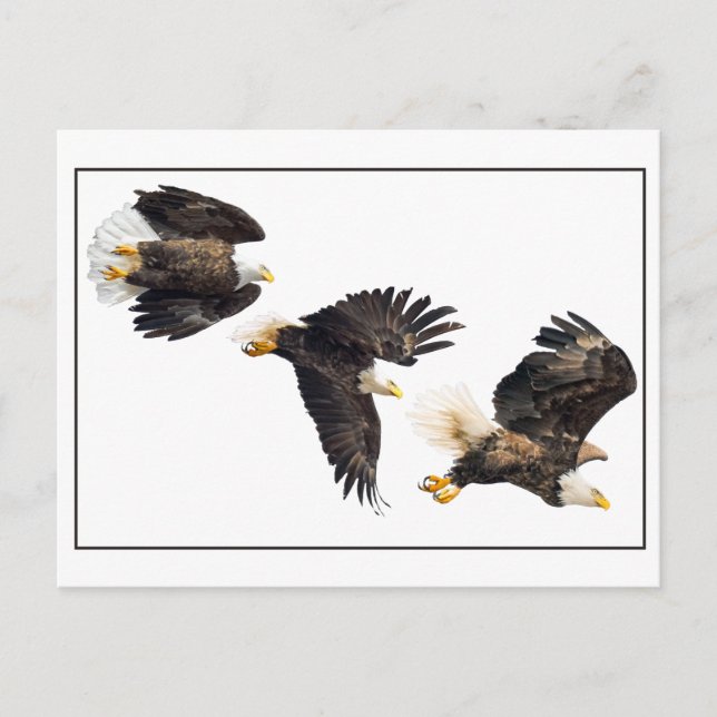 Bald Eagle Flight Postcard (Front)