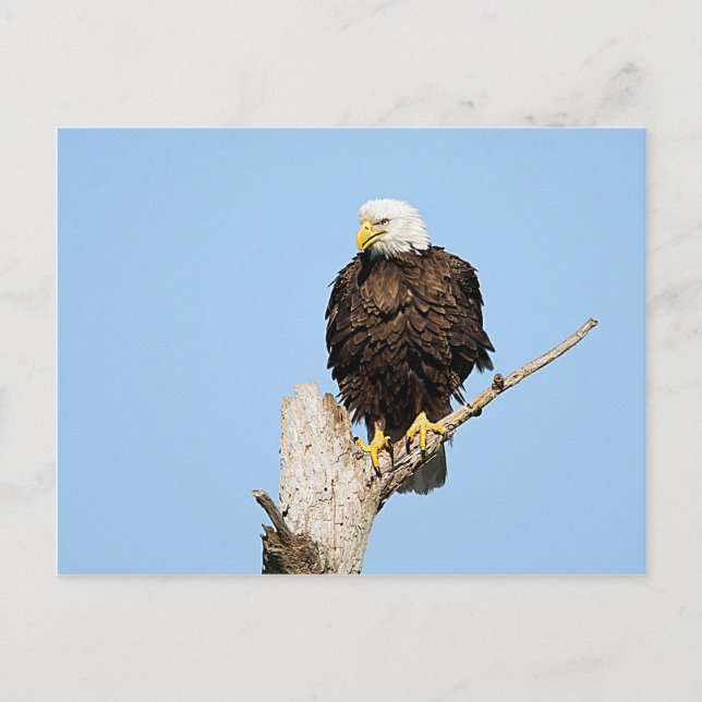 Bald Eagle Fluffing Feathers Postcard (Front)
