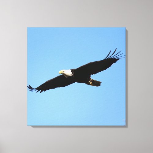 Bald Eagle Flyby Canvas Print