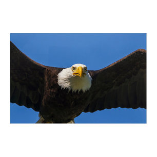 Bald Eagle Flyby Up Close Acrylic Print