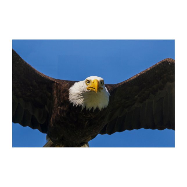 Bald Eagle Flyby Up Close Acrylic Print (Front)
