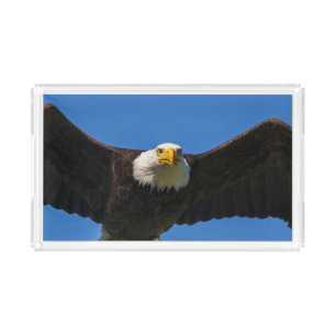Bald Eagle Flyby Up Close Acrylic Tray