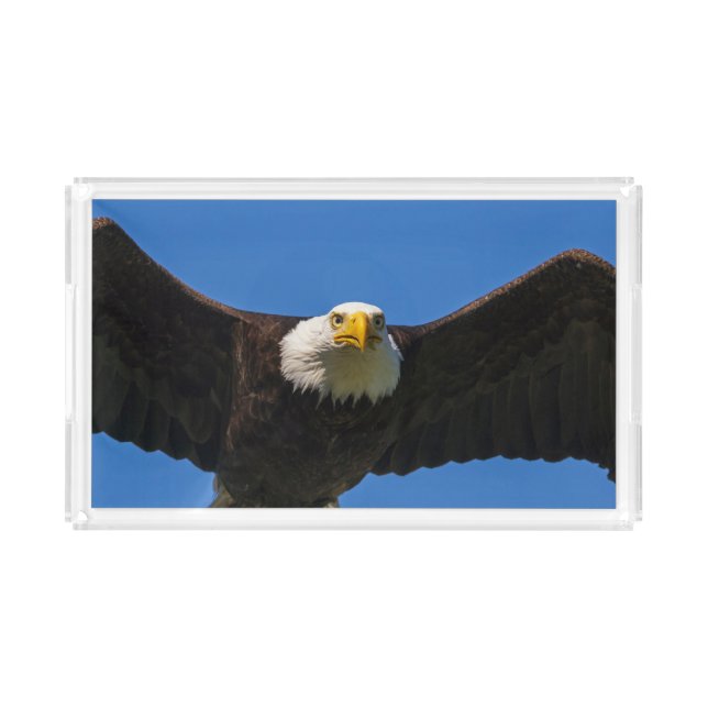 Bald Eagle Flyby Up Close Acrylic Tray (Front)