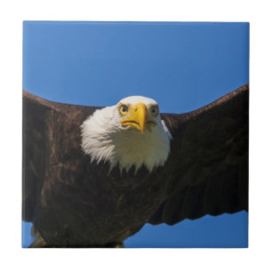Bald Eagle Flyby Up Close Ceramic Tile