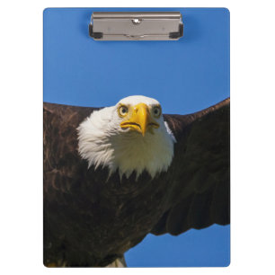 Bald Eagle Flyby Up Close Clipboard