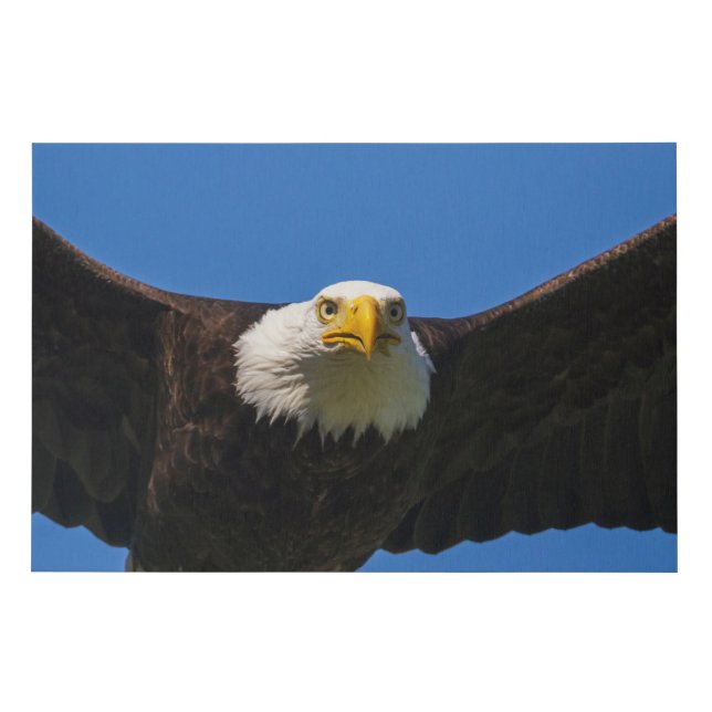 Bald Eagle Flyby Up Close Faux Canvas Print (Front)