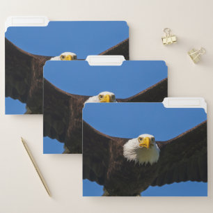 Bald Eagle Flyby Up Close File Folder