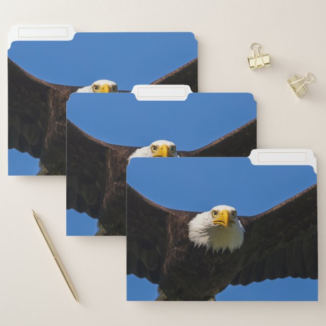Bald Eagle Flyby Up Close File Folder (Set)