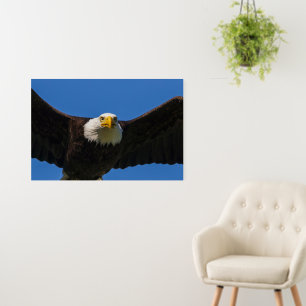 Bald Eagle Flyby Up Close Foam Board