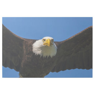 Bald Eagle Flyby Up Close Gallery Wrap