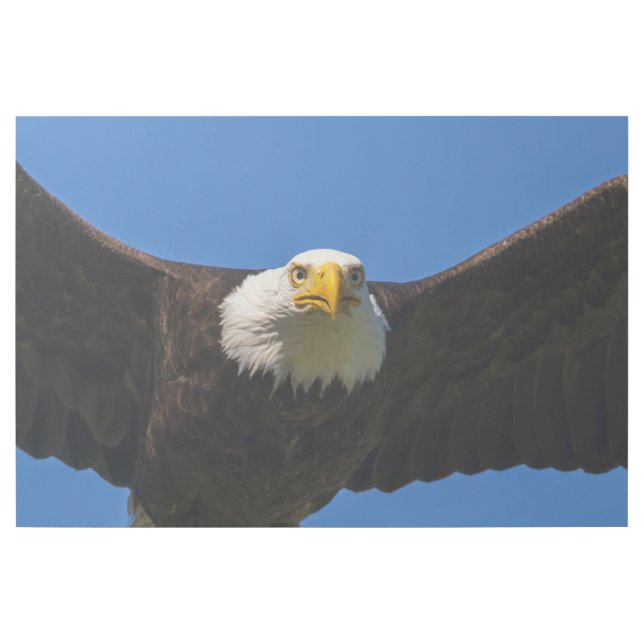 Bald Eagle Flyby Up Close Gallery Wrap (Front)
