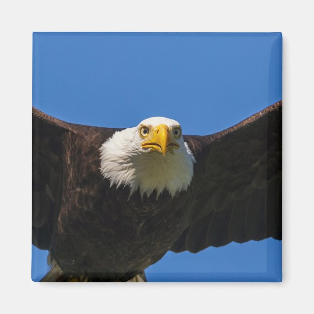 Bald Eagle Flyby Up Close Magnet (Front)