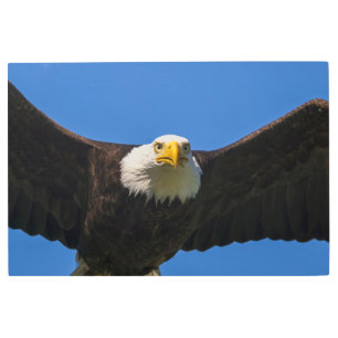 Bald Eagle Flyby Up Close Metal Print