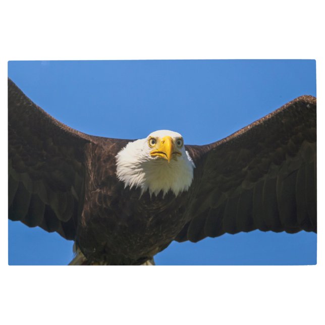 Bald Eagle Flyby Up Close Metal Print (Front)