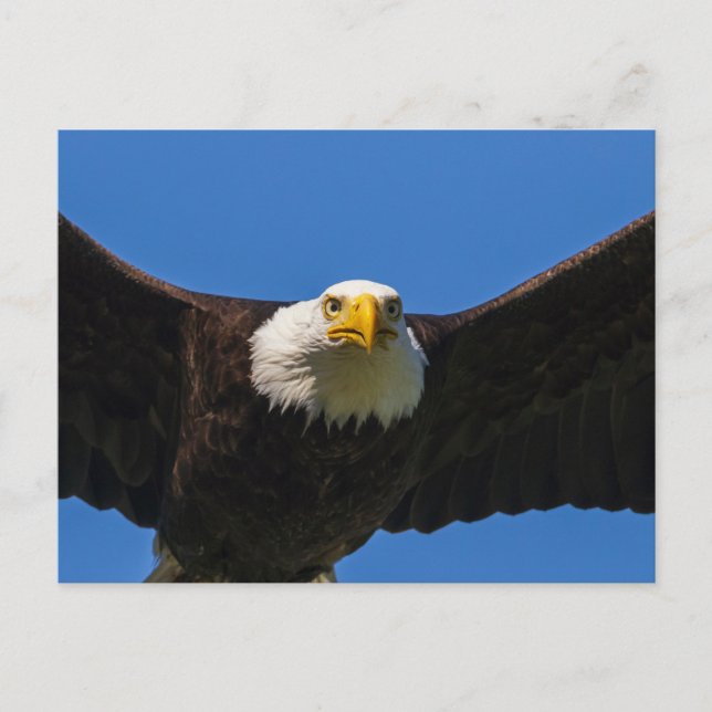Bald Eagle Flyby Up Close Postcard (Front)