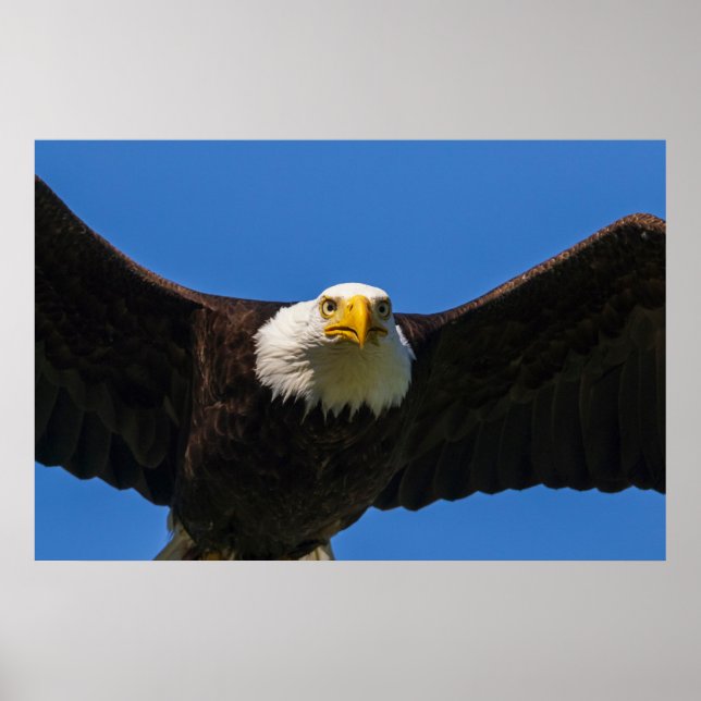 Bald Eagle Flyby Up Close Poster (Front)