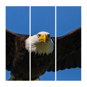 Bald Eagle Flyby Up Close Triptych