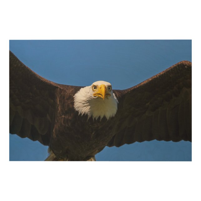 Bald Eagle Flyby Up Close Wood Wall Art (Front)